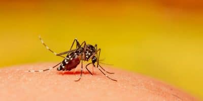 Água Ionizada Purion Confira 5 dicas de prevenção da dengue 
