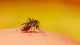 Confira 5 dicas de prevenção da dengue